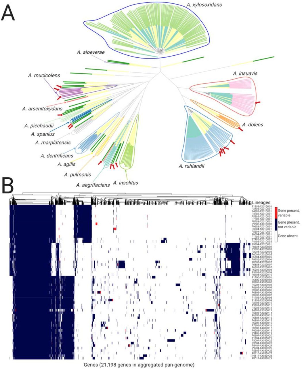 Achromobacter genetic differences.(A) Phylogenetic tree based on core genome SNPs of 101 Achromobacter isolates from patients with CF (inner layer of colors: turquoise) and 141 Achromobacter isolates from RefSeq database (inner layer of colors: yellow). Outer layer of colors corresponds to species annotation with suggested corrections; red arrows mark supposedly incorrect species annotation in RefSeq isolates. The phylogenetic tree can be accessed on Microreact webserver (62). (B) The aggregated pan-genome of 61 Achromobacter lineages containing gene presence, absence, and gene variability (i.e., gene is present in some isolates while absent in other isolates within the lineage) information.