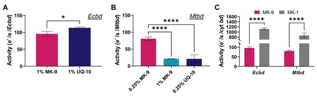 Quinone substrate specificity of Ecbd and Mtbd in a native lipid environment.(A) Catalytic rates of Ecbd (20 nM) proteoliposomes containing 1% (w/w) of either UQ-10 or MK-9. (B) Catalytic rates of Mtbd (20 nM) with different concentrations of either UQ-10 or MK-9. (C) Reconstituted Ecbd and Mtbd activity with native MK-9 (Ecbd 1% (w/w) MK-9, Mtbd 0.25% (w/w) MK-9) versus MK-1 analog (50 μM). Data is represented as the average and standard deviation from three individual proteoliposome reconstitutions. * p<0.05, **** p<0.0001