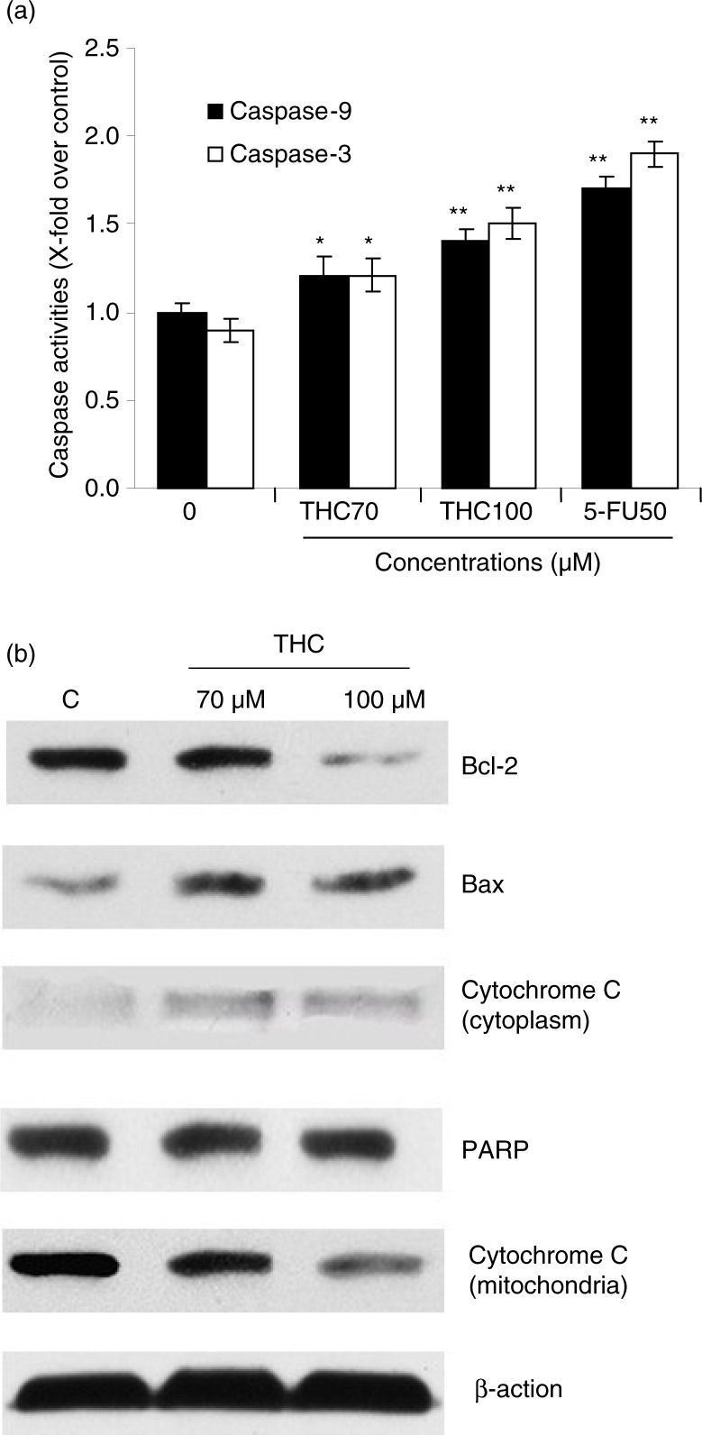 THC-induced mitochondrial apoptotic pathway. (a) Quantitative analysis of caspase-9 activity and caspase-3 activity was performed using synthetic caspase substrates Ac-LEHD-pNA and Ac-DEVD-pNA. Data in the figure represent mean±SD of three independent experiments. *p<0.05 and **p<0.01 indicate that those groups differ significantly from the control. (b) The protein expression was determined with or without THC by western blot (β-action as loading control). THC-induced upregulation of Bax, cytochrome c, and PARP, and downregulation of Bcl-2 by western blotting assay. MCF-7 cells were treated with THC at 0, 70, and 100 µM for 24 h. The test was repeated three times and representative blots are shown.