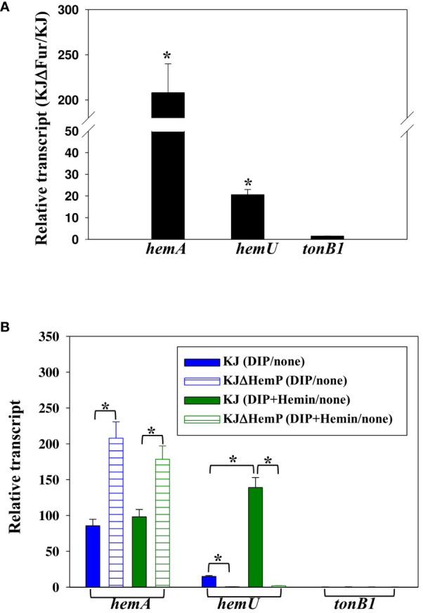 Regulation of hemA, hemU, and tonB1 expression. Data are the means from three independent experiments. The error bars represent the standard deviations for triplicate samples. *, P ≤ 0.05 (significance calculated by Student’s t test). (A) Role of Fur in the expression of hemA, hemU, and tonB1. KJ and KJΔFur were cultured overnight and inoculated into fresh LB medium at an initial OD450 of 0.15. After a 15-h incubation, the hemA, hemU, and tonB1 transcript levels were determined by quantitative RT-PCR. The relative transcript levels were calculated based on the transcript level of KJ cells assigned as 1. (B) Impact of HemP, iron level, and hemin on the expression of hemA, hemU, and tonB1. KJ and KJΔHemP cells were cultured overnight and inoculated into fresh LB medium with or without additives as indicated. After 15 h of incubation, hemA, hemU, and tonB1 transcript levels were determined by quantitative RT-PCR. For DIP treatment, the DIP concentration was 30 μg/mL. For DIP and hemin treatment, the concentrations of DIP and hemin added were 50 μg/mL and 150 μM, respectively. The relative transcript levels were calculated based on the transcript level in the counterpart without additives assigned as 1.