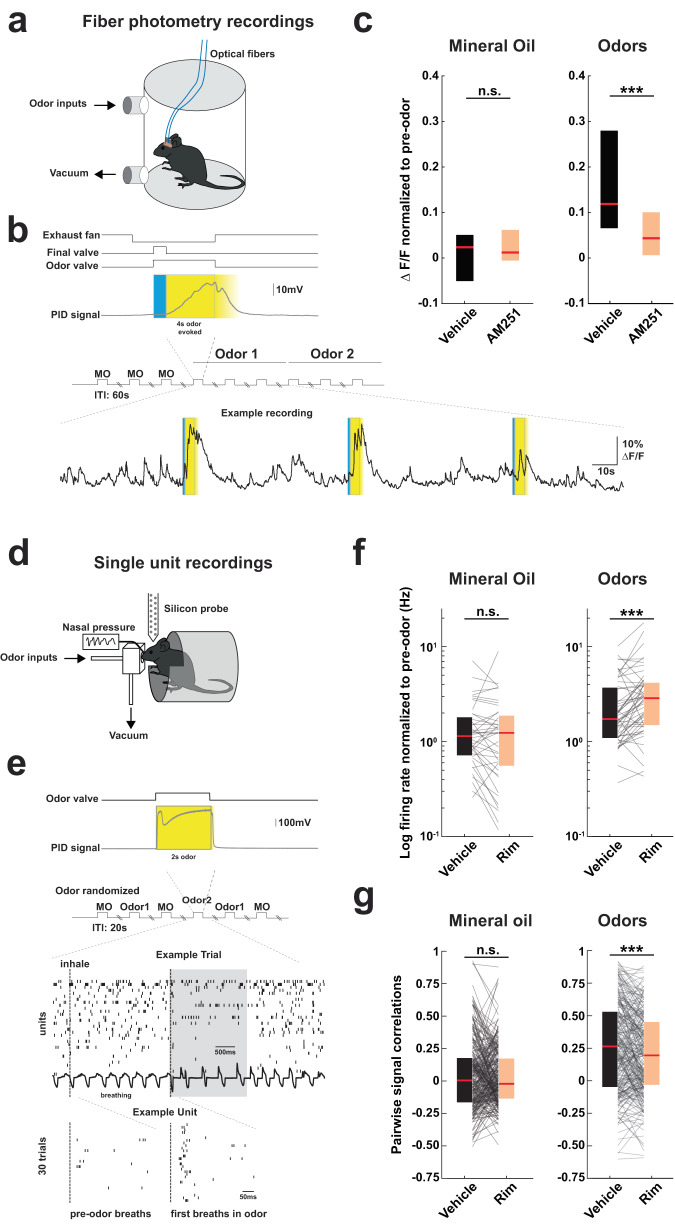 Effect of CB1 receptor blockade on odor-evoked responses.a Illustration for odor presentation coupled with fiber photometry in freely moving mice. b Top, schematic of experimental design. Bottom: example of calcium signal following odor presentation. c Median calcium signals recorded with mineral oil or odors following Vehicle (black) or AM251 (orange) local anterior piriform cortex (aPC) injections. Mineral oil (MO): Vehicle 0.024 [0.050 0.051]; AM251 0.013 [−0.005 0.062] (P = 0.564). n = 14 and 20 hemispheres from 8 mice and 10 mice for Vehicle and AM251, respectively. Odors: Vehicle 0.119 [0.066 0.279]; AM251 0.044 [0.007 0.100] (***P = 9.17e−4). n = 28 and n = 40 recordings from n = 14 and 20 hemispheres for each odor, from 8 mice and 10 mice for Vehicle and AM251, respectively. d Illustration for odor presentation coupled with in vivo head-fixed single unit and respiration recordings. e Top, a schematic of the experimental design. Middle: example of raster plots from E_Cells and respiration in the presence of odor (gray shaded area). Bottom: example of raster plot of a unit aligned on first breaths in odor. Vertical dashed line: inhalation onset. f Median normalized firing rate of E_Cells (see Methods) following Vehicle or Rim systemic injections. Mineral oil: Vehicle 1.143 [0.732 1.768]; Rim 1.238 [0.570 1.840] Hz (P = 0.22). n = 40 odor-responsive cells. Odors: Vehicle 1.727 [1.116 3.623]; Rim 2.869 [1.525 4.079] Hz (***P = 1.65e−04). n = 54 odor-responsive cells (14 responded to both odors and appeared twice). g Median pairwise signal correlations of E_Cells (see Methods) following Vehicle or Rim injections. Mineral oil: Vehicle 0.004 [−0.158 0.170]; Rim −0.022 [−0.128 0.166] (P = 0.66). n = 279 odor-responsive cell pairs. Odors: Vehicle 0.264 [−0.041 0.524]; Rim 0.195 [−0.025 0.445] (***P = 4.11e−04). n = 254 odor-responsive cell pairs. Olfactometer data were collected in 3 sessions from 2 mice. Two-sided Mann–Whitney tests were used to assess significance. Boxplots and values in the legend represent median and 25–75th percentiles ([lower bound upper bound]). n.s. non-significant. Source data are provided as a Source Data file.