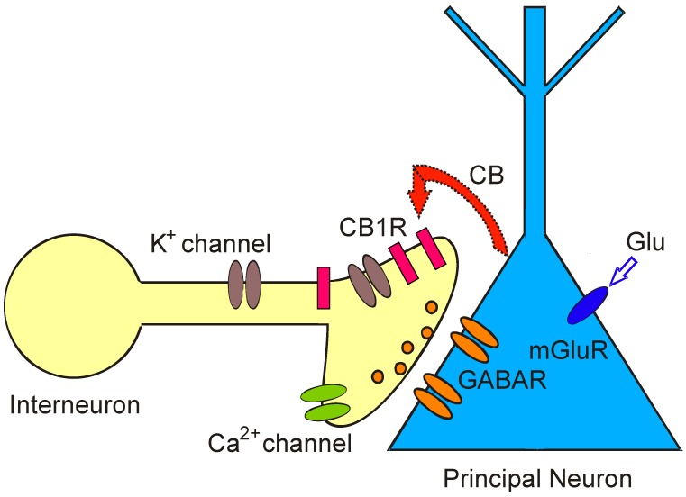 Depolarization-induced Suppression of Inhibition (DSI) is a model for retrograde signaling in the brain and allows assaying real time release of endoCBs from principal neurons as a brief cessation of GABA ouput. Activation of metabotropic glutamate receptors (mGluRs) by glutamate (Glu) on principal neurons or depolarization of postsynaptic principal cells evokes synthesis and release of cannabinoids (CB). Cannabinoids bind to presynaptic cannabinoid receptors (CB1R) on GABAergic interneurons and transiently reduce GABA release from synaptic terminals. As a consequence, GABAA receptor-mediated synaptic currents and GABAergic inhibition are temporarily suppressed in postsynaptic principal neurons.