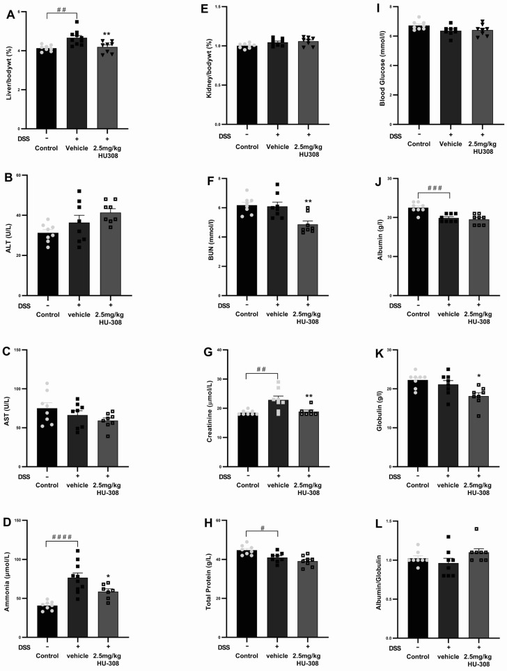 Effect of HU308 on liver and kidney function in DSS-induced colitis. (A) Liver to body weight ratio. (B) Alanine aminotransferase (ALT) levels. (C) Aspartate aminotransferase (AST) levels. (D) Ammonia levels. (E) Kidney to body weight ratio. (F) Blood urea nitrogen (BUN) levels. (G) Creatinine levels. (H) Total protein levels. (I) Random blood glucose levels. (J) Albumin levels. (K) Globulin levels. (L) Albumin/globulin ratio. Data are presented as mean ± SEM. Significant differences are indicated by * p < 0.05, ** p < 0.01 compared to vehicle, and # p < 0.05 ## p < 0.01, ### p < 0.001, #### p < 0.0001 compared to control. Statistical significance was determined using one-way ANOVA followed by Dunnett’s multiple comparisons test.