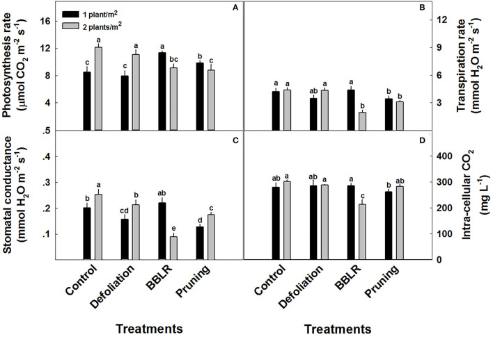 Response of gas-exchange parameters to planting density (1 and 2 plants/m2) and plant architecture treatments in medical cannabis plants. Photosynthesis (A), Stomatal conductance (B), Transpiration (C), and intracellular CO2 (D). The results are mean and SE (n = 6). Different letters above the bars represent significant differences between treatments by Tukey HSD test at α = 0.05.