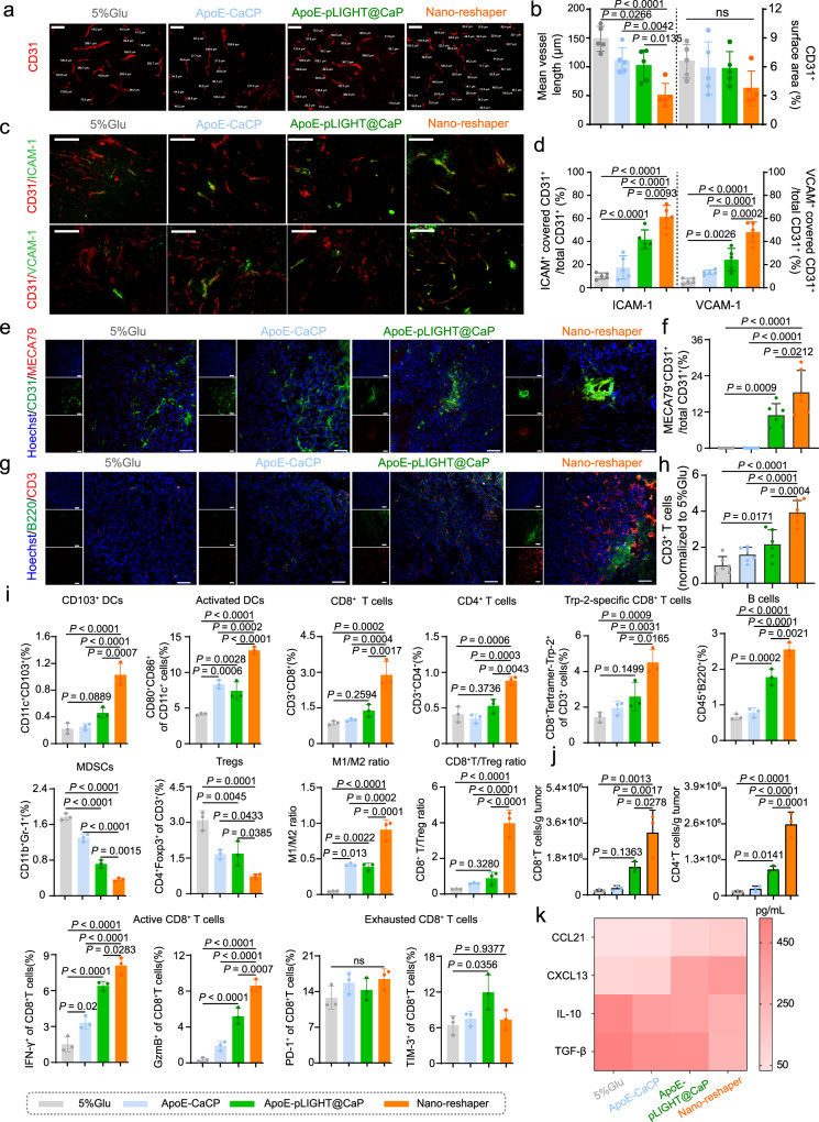 Nano-reshaper reprogrammed TME to strength local immune response again GBM.a, b Immunohistochemical analysis of tumor vascularity (CD31+ staining) in mice treated with various formulations (n = 5 samples per group). Scale bar, 100 µm. The experiments were repeated three times independently. c, d Immunohistochemical analysis of cell adhesion molecules on vessel (CD31, ICAM-1, and VCAM-1 staining) (n = 5 samples per group). Scale bar, 100 µm. The experiments were repeated three times independently. Data in b and d were analyzed by Image J software and shown as mean ± SD. e, f Tumor sections were stained with anti-CD31 (green) and anti-MECA79 (red) antibody and analyzed by Image J software (n = 6 samples per group). Scale bar = 50 μm. The experiments were repeated three times independently. g, h Tumor sections were stained with anti-B220 (green) and anti-CD3 (red) antibody and analyzed by Image J software (n = 6 samples per group). Scale bar = 50 μm. The experiments were repeated three times independently. i CD103+ DCs, activated DCs, CD8+ T cells, CD4+ T cells, Trp-2 specific CD8+ T cells, B cells, MDSCs, Tregs, M1/M2 ratio, CD8+ T/Treg ratio, active and exhausted CD8+ T cells in tumors after receiving various formulations on day 15, analyzed by flow cytometry (n = 3 mice). j Flow cytometric analysis of absolute number of CD8+ and CD4+ T cells in tumors (n = 3 mice). k Chemokines related with lymphocyte recruitment and cytokines involved in immunosuppression in brain tumors were regulated in local TME (n = 6 samples per group). Data were shown as mean ± SD. Error bars represent SD. Significant differences were evaluated in b, d, f, and h–k using one-way ANOVA with Tukey multiple comparisons post-test. Source data are provided as a Source Data file.