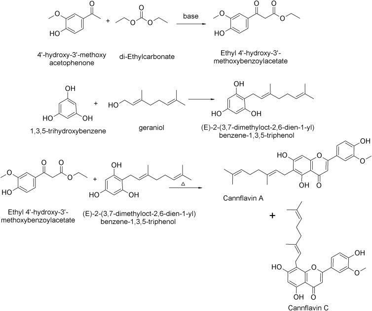 Chemical synthesis of cannflavin A and cannflavin C.