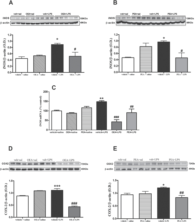 Effect of acylethanolamides in lipopolysaccharide (LPS)-induced inducible isoforms of nitric oxide synthase (iNOS) and cyclooxygenase (COX)-2 expression. (A) Western-blot and densitometric analysis of iNOS after oleoylethanolamide (OEA) pretreatment. (B) Western-blot and densitometric analysis of iNOS after palmitoylethanolamide pretreatment. (C) Real time-polymerase chain reaction (RT-PCR) analysis of iNOS after OEA and PEA pretreatments. (D) Western- blot and densitometric analysis of COX-2 after OEA pretreatment. (E) Western-blot and densitometric analysis of COX-2 after PEA pretreatment. Data (n=3–5) are represented as means ± SEM. Different from control group: *P < .05, **P < .01, ***P < .001; different from vehicle + lipopolysaccharide (LPS): # P < .05, ## P < .01, ### P < .001 (2-way ANOVA followed by Bonferroni posthoc test).
