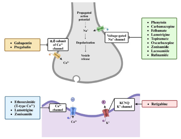 Mechanism of action of commonly prescribed ASMs that modulate the activity of voltage-gated ion channels, such as the sodium (Na+), calcium (Ca2+), and potassium (K+) channels, to control neuronal excitability in the central nervous system. These ASMs affect neurotransmission by targeting the flow of ions through these channels, which is crucial for the generation and propagation of action potentials. (KCNQ: Kv7 potassium channel family).