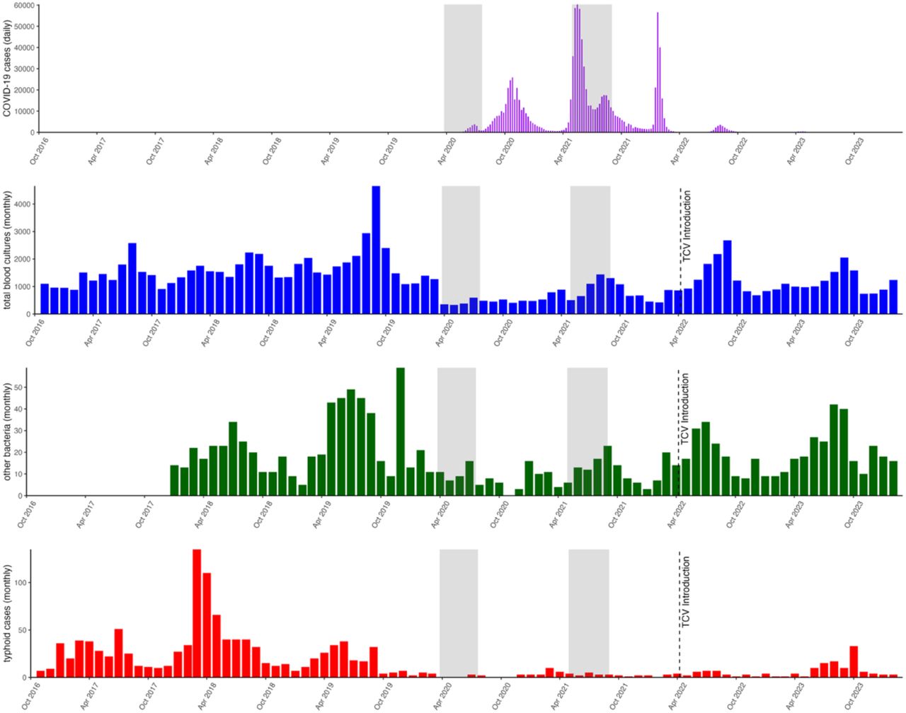 Trends of COVID-19 cases, blood culture testing, Salmonella Typhi cases, and other bacteremia cases (2016-2024). The gray shaded areas reflect the time periods of the COVID-19 related lockdowns in Nepal.