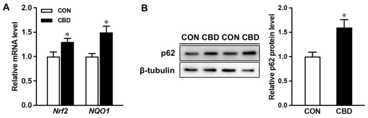Cannabidiol oil targets NF-E2-related factor 2 (NRF2) signaling. (A) mRNA expression of Nrf2 and NAD(P)H quinone dehydrogenase 1 (NQO1). (B) Protein content of p62. CON: untreated Caco-2 cells; CBD: Caco-2 cells treated with 10 µM cannabidiol (CBD) oil. Mean ± SEM, n = 4, *: p ≤ 0.05.