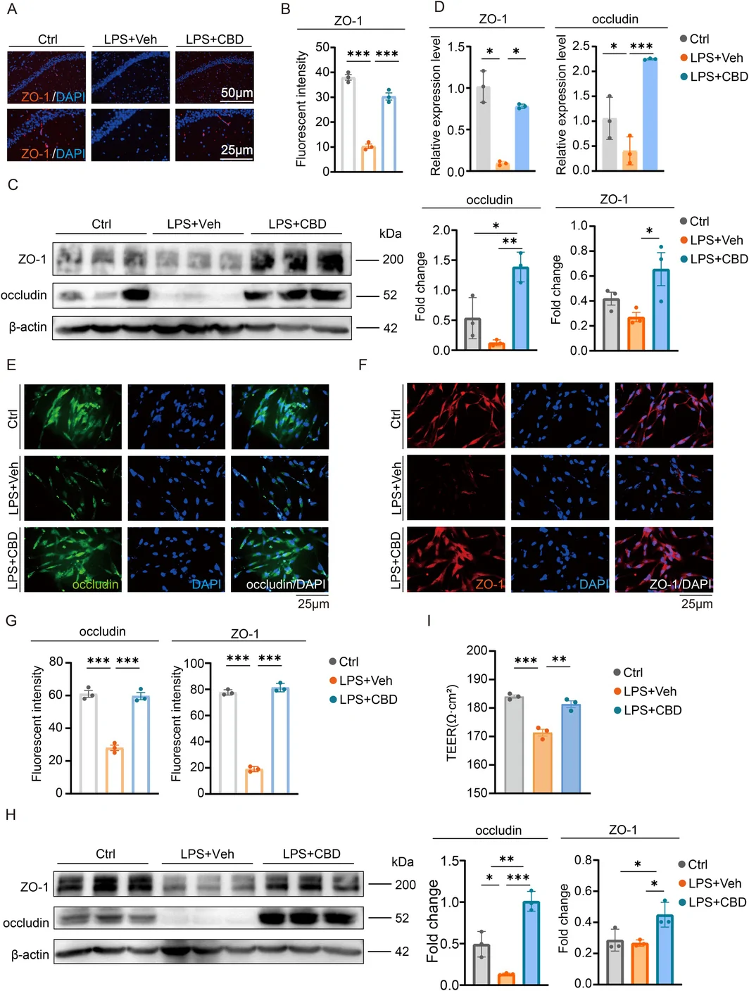 CBD restores the expression of tight junction proteins in BBB endothelial cells in LPS‐induced models. (A) Immunofluorescence staining of ZO‐1 in the hippocampal region. (B) Quantification of ZO‐1 immunofluorescence intensity shown in panel A. (C) Western blot analysis and quantification of ZO‐1 and occludin protein expression in hippocampal tissue. (D) qRT‐PCR analysis of ZO‐1 and occludin mRNA expression in the hippocampus. (E, F) Immunofluorescence staining of occludin (E) and ZO‐1 (F) in hCMEC/D3 cells. (G) Quantification of immunofluorescence intensity shown in panels (E and F). (H) Western blot analysis and quantification of protein expression in hCMEC/D3 cells from the three groups. (I) Transendothelial electrical resistance (TEER) measurements of hCMEC/D3 monolayers. Data are presented as mean ± SEM (n = 3). One‐way ANOVA with Tukey's post hoc test was used for statistical analysis; ns, not significant; *p < 0.05, **p < 0.01, ***p < 0.001.