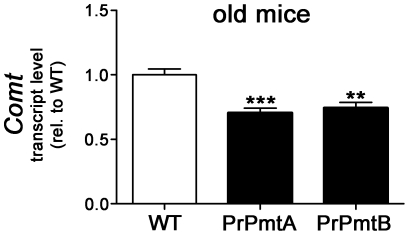 Reduced Comt transcript levels in striata of both transgenic lines at old age.Bar graph illustrating the reduced transcript levels for the extraneural dopamine degradation enzyme catechol-ortho-methyltransferase (Comt) in the striatum of both A53T-SNCA overexpressing mouse lines (PrPmtA and PrPmtB). Statistical significance is reflected via asterisks (** p<0.01; *** p<0.001). Expression changes were analyzed with the 2−ΔΔCt method [52].