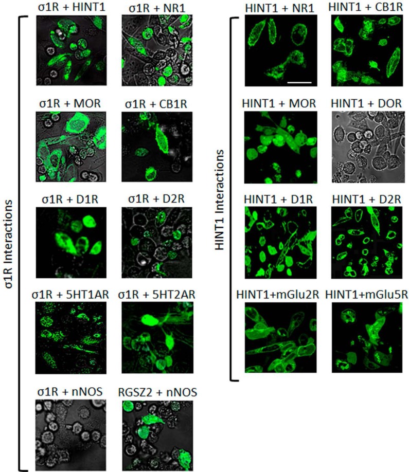 Interactions of σ1Rs and HINT1 proteins with different GPCRs and NMDAR NR1 C0-C1-C2 subunitsVisualization of the interactions by BiFC. CHO cells were transiently co-transfected with cDNAs encoding the pair of full-length proteins of interest in the VN173 and VC155 plasmids (0.3 μg), and confocal fluorescent signals were obtained 24 h later when VN173 and VC155 had associated. Scale bar: 10 μm. The σ1R associates with diverse GPCRs, HINT1 and NMDAR NR1 subunits that contain the C1 cytosolic segment. The nNOS is brought to the MOR environment through its binding to RGSZ2 [46]. Thus RGSZ2 and nNOS show interaction, whereas σ1R and nNOS do not (negative control). HINT1 interacts with several different GPCRs; however, its interaction with the delta opioid receptor (DOR) is very weak.