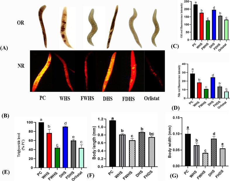 Effects of hempseed extracts on fat accumulation, triglycerides, and body size of high-glucose diet-induced-Caenorhabditis elegans. Fat accumulation was measured by Oil-red and Nile-red (A, B), the fluorescence intensity of oil-red and Nile-red-stained worms (C, D), triglyceride levels (E), and body length and width (F, G). OR (oil-red), NR (Nile-red), WHS (whole hempseed), FWHS (fermented whole hempseed), DHS (dehulled hempseed), and FDHS (fermented dehulled hempseed). (For interpretation of the references to colour in this figure legend, the reader is referred to the web version of this article.)