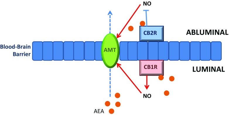 Differential expression of CB1R and CB2R on the luminal and abluminal membranes, respectively, may lead to unidirectional transport of AEA. CB1R increases nitric oxide (NO) production, which in turn induces activity of a selective AEA membrane transporter (AMT). Increased levels of AEA are then transported across the BBB. CB2R negates NO production and therefore suppresses AMT activity. Thus, transport of abluminal AEA across the BBB is reduced