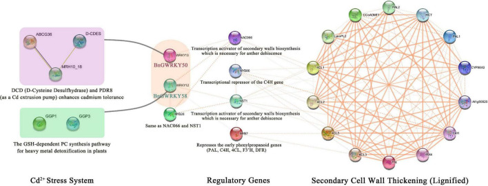 A BnGWRKY protein interaction network based on Arabidopsis homologs.