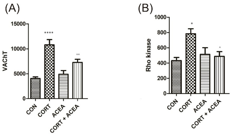 The influence of the 7-day administration of ACEA on biomarkers’ level [pg/mL] in in the bladder detrusor muscle: (A) vesicular acetylcholine transporter (VAChT) and (B) Rho kinase. Each experimental group consisted of 12 animals. Values are expressed as the mean ± S.E.M. **** p < 0.0001, ^^ p < 0.01., * or ^ p < 0.05 * significantly different from the control group. ^ significantly different from the CORT group. One-way ANOVA: for VAChT: F(3.44) = 17, p < 0.0001, and for Rho kinase: F(3.44) = 5.6, p < 0.01. CON, control.