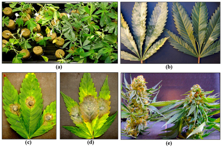 Examples of cannabis genotypes that exhibit a level of disease tolerance to different pathogens. (a) Fusarium damping-off, with susceptible genotype on the left and tolerant genotype on the right. (b) Powdery mildew, with susceptible genotype on the left and tolerant one on the right. (c,d) Alternaria leaf blight, with tolerant genotype on the left and susceptible one on the right. (e) B. cinerea bud rot, with tolerant genotype on the left and susceptible one on the right.