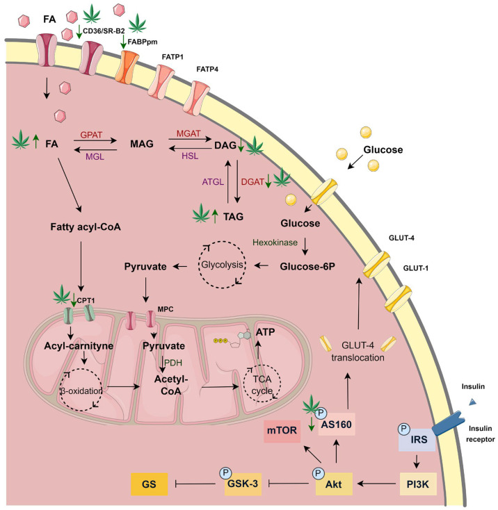 The significant changes in the metabolism of H9c2 cardiomyocytes after 18 h incubation with palmitate (PA) and 10 µM cannabigerol (CBG) in comparison to the PA group. ATGL—adipose triglyceride lipase; ATP—adenosine triphosphate; CD36/SR-B2—fatty acid translocase; CoA—coenzyme A; CPTI—carnitine palmitoyltransferase I; DAG—diacyloglycerol; DGAT—diacylglycerol O-acyltransferase; FA—fatty acid; FABPpm—fatty acid-binding protein; FATP-1—fatty acid transport protein 1; FATP-4—fatty acid transport protein 4; Glucose-6P—glucose 6-phosphate; GLUT-4—glucose transporter type 4; GPAT -glycerol-3-phosphate acyltransferase; HSL—hormone-sensitive lipase; MAG—monoacylglycerol; MGAT—monoacylglycerol O-acyltransferase; MGL—monoacylglycerol lipase; MPC—mitochondrial pyruvate carrier; PDH—pyruvate dehydrogenase; TAG -triacyloglycerol; TCA—tricarboxylic acid.