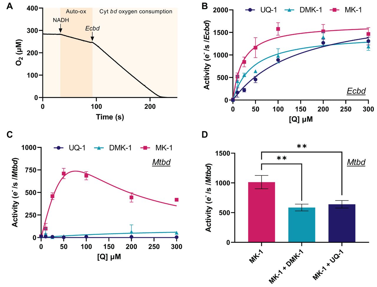 Oxygen consumption kinetics of detergent solubilized cyt bd with different quinone substrates.(A) Example of an oxygen consumption trace with MK-1 (50 μM) auto-oxidation (Auto-ox) and Ecbd oxygen consumption indicated. (B) Ecbd and (C) Mtbd oxygen consumption kinetics using the assay described in the text. Lines represent Michaelis-Menten fits without (Ecbd, see Table 1 for parameter values) or with (Mtbd) substrate inhibition. (D) Mtbd activity with 50 μM MK-1 in the absence or presence of either DMK-1 or UQ-1 (both 300 μM). Data is represented as the average and standard deviation of triplicate measurements of two different protein preparations (n=3). ** p<0.01