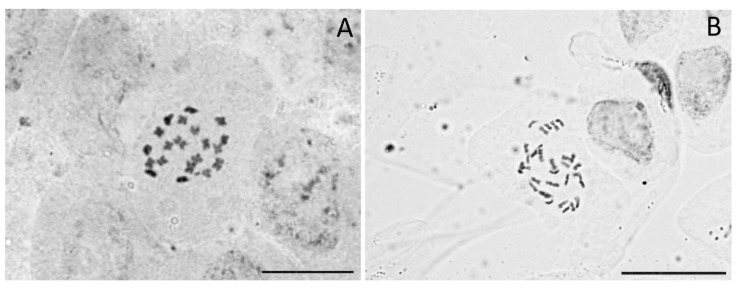 Somatic metaphase plates of a diploid Cannabis individual from the accession IND4—North India (2n = 20) (A) and a triploid individual from the accession IND1—North India (2n = 30) (B). Scale bars = 10 µm.