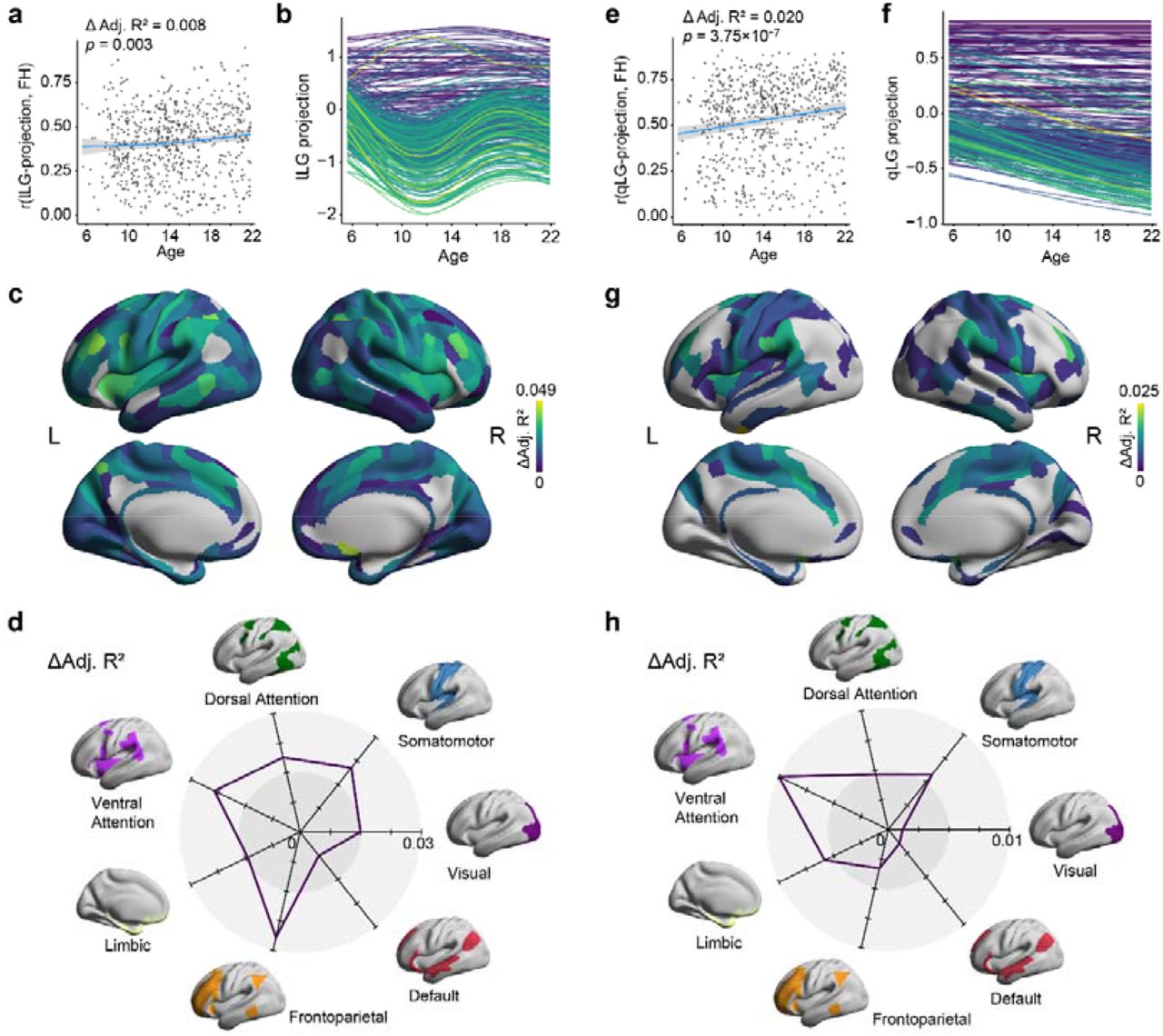 Cortical projection of the hippocampal gradient links to the maturation of the cortical hierarchy in youth.a, Development of the association between the hippocampal lLG projection and the cortical functional hierarchy (FH) map. b, Region-specific trajectories of hippocampal lLG projections, with each trajectory corresponding to specific cortical regions as delineated by the Glasser atlas. The color of the developmental trajectories was assigned based on the unsigned age effect, which is the same in panel c. c, Cortical distribution of significant developmental effects (FDR-corrected p<0.05) for hippocampal lLG projections. d, Distribution of developmental effects within seven intrinsic functional systems defined by Yeo et al.57. e, f, g, and h are similar to a, b, c, and d but correspond to the qLG projection.