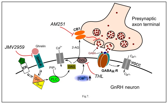 Schematic illustration of E2-dependent effects of ghrelin in GnRH neuron.E2: 17β-estradiol; ER: estrogen receptor; GHS-R: ghrelin receptor; Gβγ and Gαq: G-protein subunits; DAG: diacylglycerol; DGL: DAG-lipase; CB1: cannabinoid receptor type-1; AM251: CB1 antagonist; 2-AG: 2-arachidonoylglycerol; THL: tetrahydrolipstatin (DAG-lipase inhibitor); PIP2: phosphatidylinositol 4,5-bisphosphate; PLC: phospholipase-C; GABAA-R: GABAA receptor; [Ca2+]i: intracellular free calcium; VGCC: voltage-gated calcium channel; JMV2959: GHS-R antagonist. Dashed arrow denotes putative indirect action.Binding of ghrelin to GHS-R increases intracellular free Ca2+-content E2-dependently, that in turn activates synthesis and release of 2-AG in the postsynaptic GnRH neuron. The released endocannabinoid then binds to the CB1 located in the presynaptic terminal and eventually causes suppression of GABA release into the synaptic cleft.
