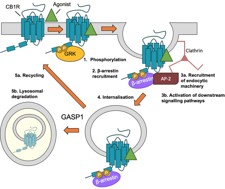 β-arrestin-mediated internalization of CB1R. (1) Following agonist binding, GPCR kinases (GRKs) phosphorylate the C-terminal tail of CB1R. (2) Phosphorylation of ctCB1R leads to recruitment of β-arrestins. (3) β-arrestin recruitment (a) acts as scaffold for recruitment of AP-2 and clathrin and (b) elicits the activation of downstream kinase cascades, most classically, the activation of ERK1/2. (4) The desensitized CB1R is internalized by clathrin-mediated endocytosis (CME). (5) Endosomal CB1R is either recycled (a) or sorted by GASP1 binding for lysosomal degradation (b), depending on the concentration and duration of agonist.