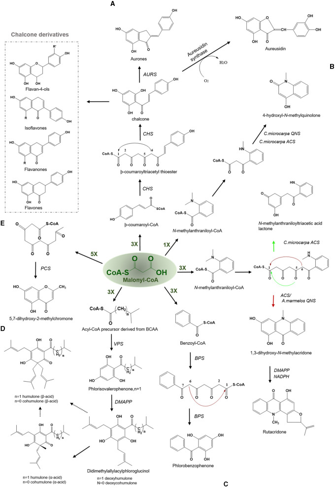 Examples of Claisen type condensation reactions employed by various type III PKSs to produce a variety of polyketide products. Describes the reaction catalyzed by (A) chalcone synthase (CHS) and Aureusidin synthase, (B) acridone synthase (ACS), (C) benzophenone synthase (BPS), (D) valerophenone synthase (VPS), and (E) pentaketide chromone synthase (PCS). The dashed arrows represent the proposed pathways. The green-colored nX value represents the number of malonyl-CoA molecules employed in a reaction; DMAPP, dimethylallylpyrophosphate; BCAA, branched-chain amino acid.