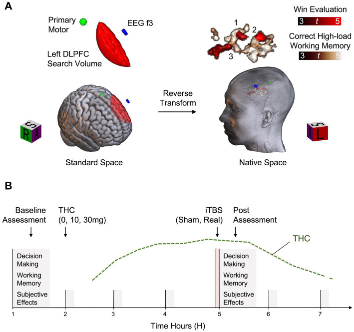 Example study design. (A) Functional Magnetic Resonance Imaging (fMRI) data are acquired during completion of decision-making and working memory tasks. For each participant, fMRI data are preprocessed and analyzed in standard space with fixed effects general linear models. Function associated with win evaluation on the decision-making task (Win Evaluation > Control Evaluation) and correct high-load working memory on the working memory task (High-Load > Low-Load) are isolated within a left dorsolateral prefrontal cortex (Left DLPFC) search volume. Results are reverse transformed into a participant’s native brain space, along with standard space locations of the EEG f3 scalp spot and the primary motor cortex location. Of the potential stimulation targets identified (3 shown), the target closest to the skull is selected for modulation. (B) Across six separate experimental sessions, all combinations of THC (0, 10, and 30 mg) and iTBS (sham, active) are tested. First, a baseline task assessment is completed, followed by capsule administration. iTBS is administered approximately 3 h after capsule administration, corresponding to the estimated peak of THC effects (green line). This is immediately followed by reassessment with the task battery.
