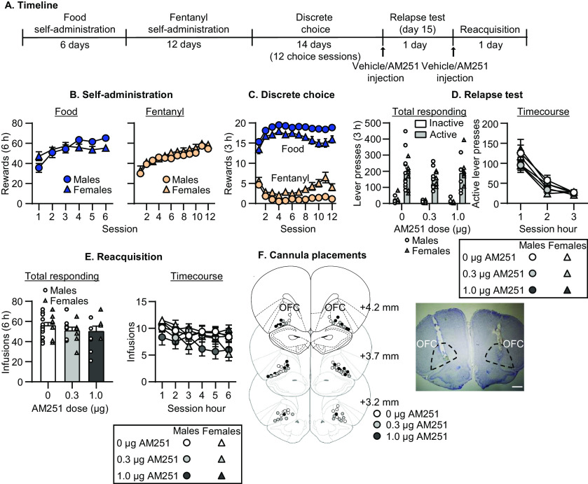 Effect of CB1 receptor blockade in OFC on relapse to fentanyl seeking. A, Timeline of experiment 2. B, Self-administration. Number of reinforced responses (food: 5 pellets/reinforcer; fentanyl 2.5 μg/kg/infusion) during the 6-h sessions. C, Discrete choice (voluntary reduction in self-administration). Number of food-reinforced responses and fentanyl infusions earned during the 3-h choice sessions (20 trials/session). D, Relapse test. Number of active and inactive lever presses during the 3-h test session (left) and 1-h time course (right) after vehicle or AM251 injections (CB1 receptor antagonist). E, Reacquisition test. Number of fentanyl infusions (2.5 μg/kg/infusion) during the 6-h session (left) and 1-h time course (right) after vehicle or AM251 injections in OFC (n = 12–20 per dose, between-subjects design). Data are mean ± SEM. Individual data are shown separately by sex (males = circles, females = triangles) in D, E. F, Images showing placement of cannula into OFC at 1.25× magnification (scale bar = 1 mm). Vehicle placements are shown with white circles, 0.3 μg AM251 with gray circles, and 1.0 μg AM251 with black circles.