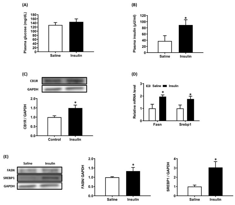 Increased hepatic CB1R expression in conscious rats after 8 h of hyperinsulinemic-euglycemic treatment. Conscious rats received an insulin/glucose co-infusion for 8 h to simulate an endogenous hyperinsulinemic-euglycemic state. Rats infused with saline alone were used as the control group. After 8 h of infusion, both groups of rats were sacrificed and their plasma insulin, glucose (A, B), hepatic CB1R density (C), and fatty acid synthase (Fasn) and Srebp1 mRNA expression (D) and protein density (E) were measured. GAPDH served as a loading control. The blot shown is representative of the results. The results are expressed as fold change (mean ± SEM) from ix rats per group. * p < .05 compared with the saline-infused group (A and B) or control chow diet group (C).