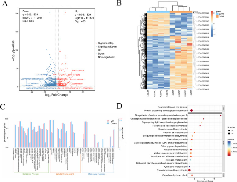 Differentially expressed genes (DEGs) following polyploidization. A Volcano map of DEGs. B Heatmap of DEGs based on hierarchical clustering analysis. C Gene ontology (GO) classification of DEGs. D Kyoto Encyclopedia of Genes and Genomes (KEGG) pathway analysis of DEGs. Copyright permission has been granted for related KEGG images