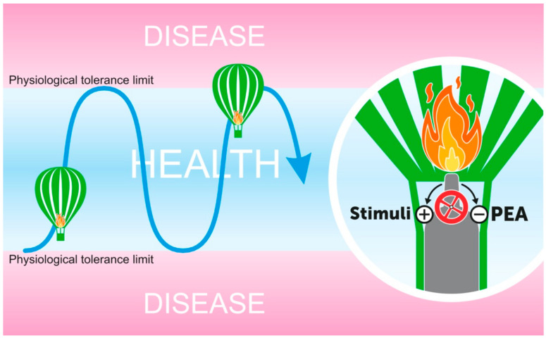 The prohomeostatic function of PEA: A conceptual view. Just like a hot air balloon floating in the sky, tissue homeostasis requires persistent monitoring and adjustments as conditions change. If the flame from the burner is too high (+), the rising balloon might overcome the upper safety limits. On the contrary, if the air inside the balloon is too cool, the opposite might happen. PEA helps to finely tune the “burner knob” and counterbalances the excessive burst, and related tissue hyper-reactivity, in response to high-intensity stimuli (-).