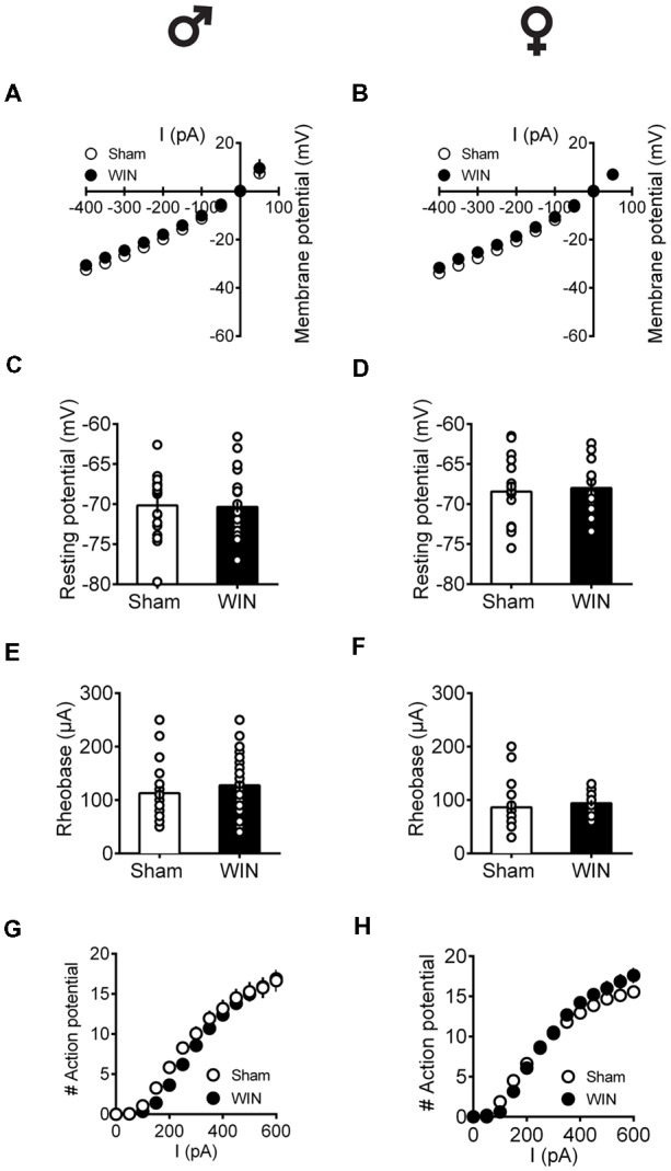 Intrinsic properties of PFC pyramidal neurons are not altered by single in vivo exposure to cannabinoid in pubescent rats.Rats received a single administration of WIN55,212-2 (WIN, 2 mg/kg, s.c.) 24 h before. Current–voltage plot from visually identified pyramidal neurons recorded from pubescent rats showing similar cell voltage in response to current steps between Sham and WIN of both male (A) and female (B) groups. No change was observed in the resting membrane potential 24 h after WIN treatment in both male (C) and female (D) pubescent rats. Quantification of neuronal spiking properties indicated no change in the rheobase of either males (E) or females (F) 24 h after single WIN. The number of evoked action potentials in response to increasing depolarizing current steps was similar in Sham and WIN-treated male (G) and female (H) pubescent rats. Males: Sham, n = 15 cells/6 rats; WIN, n = 28 cells/10 rats. Females: Sham, n = 17 cells/7 rats; WIN, n = 13 cells/7 rats. Scatter dot plot represents one cell. Data represent mean ± SEM. ♂ Males; ♀ Females.