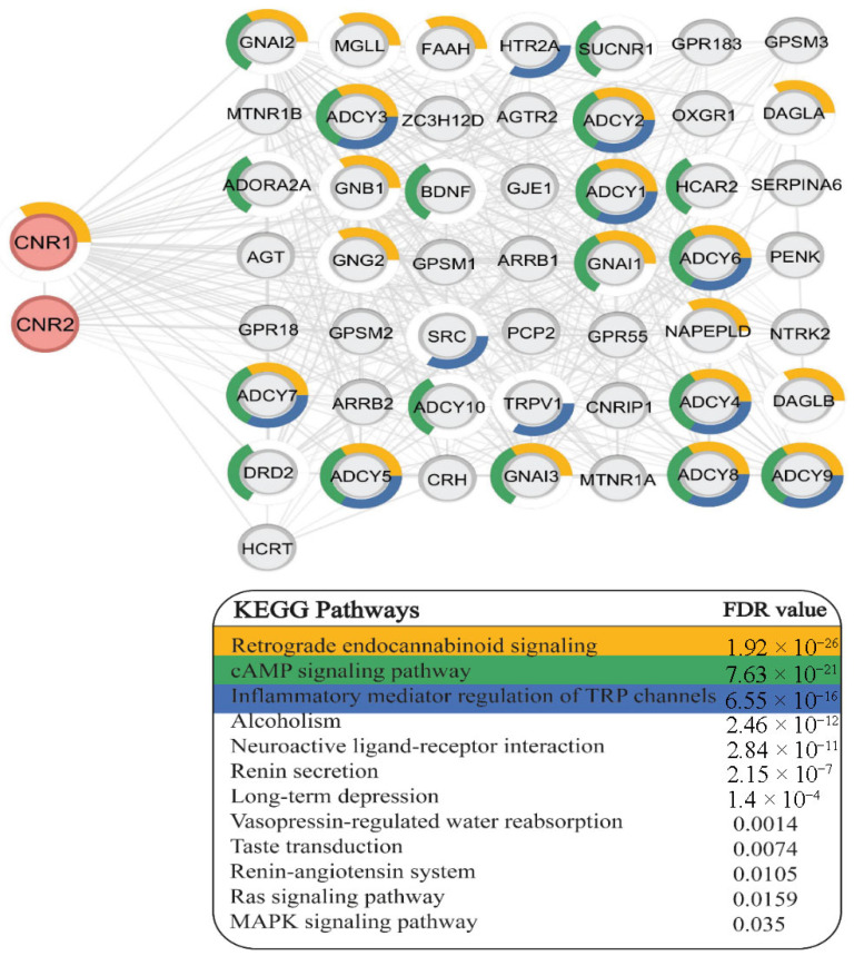 Network-based KEGG pathway enrichment analysis. The shared interactors of CNR1 and CNR2 were significantly enriched in 12 KEGG pathways, ranked according to their FDR values. The first three were represented as ring charts surrounding the correlated nodes.