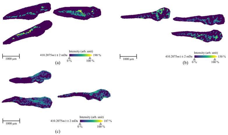 MALDI-MS images of the metabolite M23/M24/M25/M26 (four isomers, m/z 410.2075) in ZF larvae, which were exposed to 7′N-5F-ADB via microinjection into caudal vein (a), heart ventricle (b), and hindbrain (c) and then incubated at 28 °C for 1 h. These isomeric metabolites were the third most abundant in microinjected ZF larvae except ZF larvae treated through the yolk sac compartment. However, they cannot be differentiated in MSI due to lack of chromatographic separation. The presented sections originate from one representative larva per condition. The images were generated by preparing a colormap from blue (no detection) to yellow (high local concentration), and images were further processed by weak denoising in 96 dpi resolution with 24-bit color.