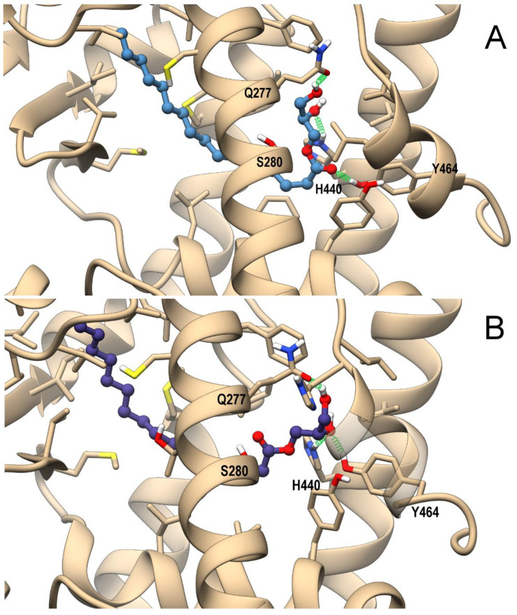 Theoretical complexes of PPARα (tan) with D-PG (steel blue) (A) and L-PG (slate blue) (B) with 1-PG shown in ball & stick representation. Protein residues within 5 Å from the ligands are shown in stick representation. H-bonds are shown as green springs. Hydrogen, nitrogen, oxygen, and sulfur atom are painted white, blue, red, and yellow, respectively. A transparent surface for ribbons was used wherever they hide the ligand-binding site.