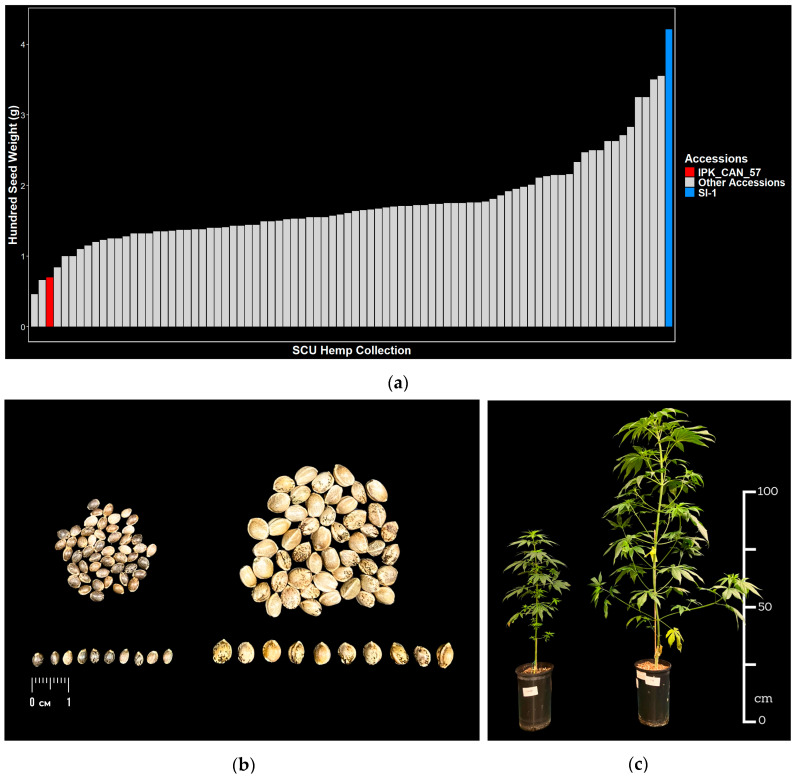 Phenotypic contrasts between selected parental accessions. (a) Hundred seed weight of 84 hemp accessions highlighting IPK_CAN_57 (red) and SI-1 (blue); (b) Seeds of IPK_CAN_57 (left, n = 50) and SI-1 (right, n = 50); (c) Plant architecture of vegetative IPK_CAN_57 (left) and SI-1 (right) at 7 weeks after germination.