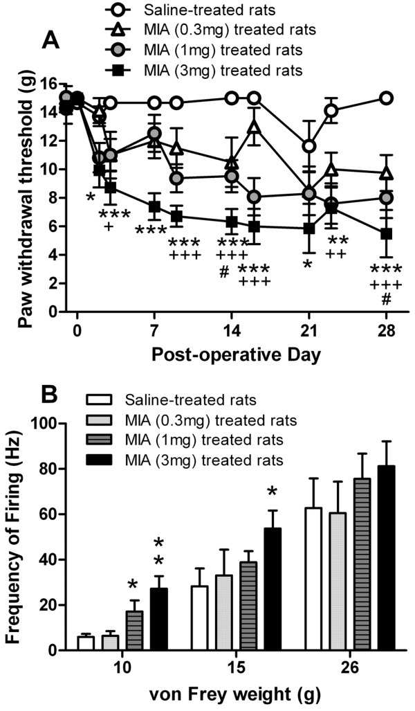 A, Changes in hind paw withdrawal threshold to mechanical punctuate stimulation in rats treated with mono-iodoacetate (MIA; 0.3–3 mg) and rats treated with saline. ∗ = P < 0.05, ∗∗ = P < 0.01, ∗∗∗ = P < 0.001, MIA 3 mg versus saline; + = P < 0.05, ++ = P < 0.01, +++ = P < 0.001, MIA 1 mg versus saline; # = P < 0.05, MIA 0.3 mg versus saline, by one-way analysis of variance with Bonferroni's post hoc test. B, Responses of wide dynamic range neurons to mechanical (10–26 gm) punctate stimulation of the peripheral receptive field on the hind paws of MIA-treated (0.3–3 mg/50 μl) and saline-treated rats on days 28–31. Values are the mean ± SEM. ∗ = P < 0.05; ∗∗ = P < 0.01 versus saline, by Mann-Whitney test.
