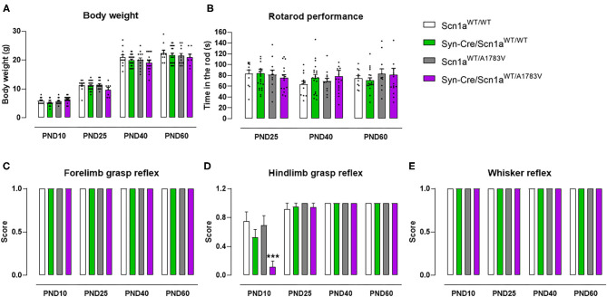 Evolution of body weight, rotarod performance, forelimb and hindlimb grasp reflexes, and whisker reflexes in Syn-Cre/Scn1aWT/A1783V mice and their three control groups (Scn1aWT/WT, Syn-Cre/Scn1aWT/WT, and Scn1aWT/A1783V mice) measured at different postnatal days in the range PND10-PND60. Values are means ± SEM of 12–21 animals per group. Data were assessed by using two-way ANOVA for repeated measures followed by the Bonferroni test (***p < 0.005 vs. the other three groups).