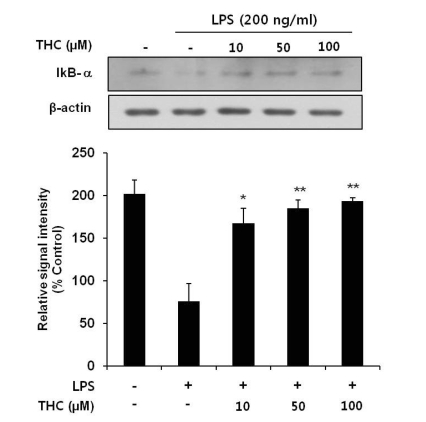 Inhibitory effects of THC on LPS-induced IκB-α degration in BV2 microlial cells. Total cell lysates obtained 15 min after the LPS stimulation were subjected to Western blotting to assess the levels of IκB-α degradation (top). Quantification of IκB-α degradation was performed by densitometric analysis (lower). The β-actin was used as an internal control. Data from triplicate determination are shown (mean±S.D.). *p<0.05 and **p<0.01 indicate statistically significant differences from treatment with LPS alone.