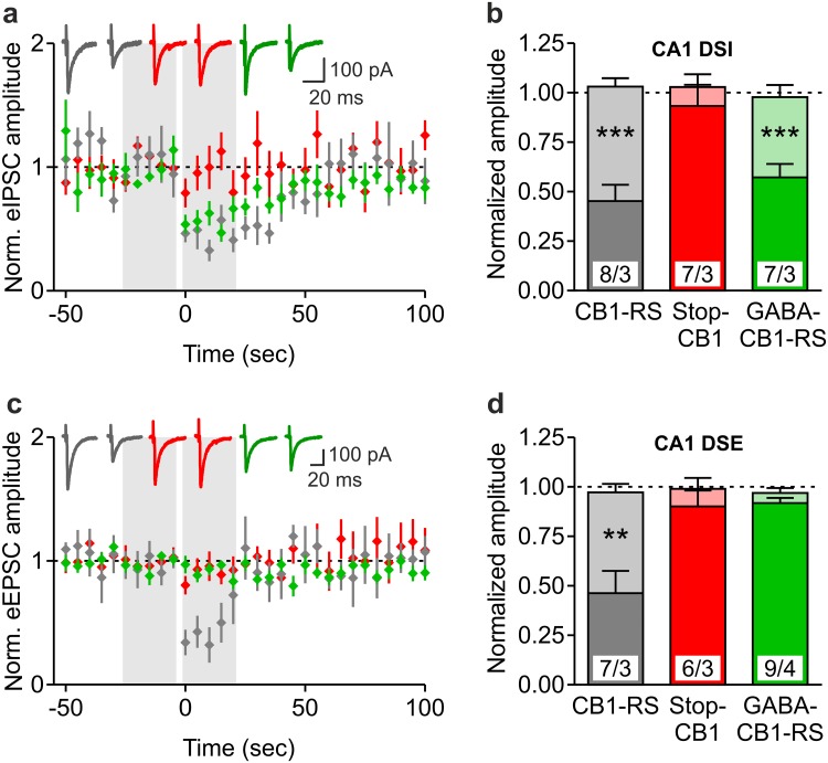Rescue of the CB1 receptor in forebrain GABAergic neurons: selective restoration of hippocampal synaptic function. a, c CB1-mediated depolarization-induced suppression of inhibition (DSI) (a) and excitation (DSE) (c) in hippocampal CA1 pyramidal neurons of CB1-RS (grey), Stop-CB1 (red) and GABA-CB1-RS (green) mice. Averaged normalized eIPSC and eEPSC amplitudes, before and after postsynaptic depolarization (−60 to 0 mV; 10 s duration; at time-point zero). Original traces illustrate eIPSCs or eEPSCs immediately before and after the postsynaptic depolarization. b, d Summary bar graphs of the five last evoked responses before (light colors) and the five first evoked responses after depolarization (darker colors), showing the magnitude of depression. Excitatory and inhibitory postsynaptic currents are both significantly depressed at the post-depolarization time-point in CB1-RS mice, but not in Stop-CB1 mice. GABA-CB1-RS mice show significant DSI, but not DSE. Data are expressed as mean ± SEM; numbers of cells/animals are indicated in b and d. DSI (b) and DSE (d) were analyzed using paired t test comparing the five last evoked responses before and the five first evoked responses after depolarization; **P < 0.01; ***P < 0.001; details of statistical analysis in supplementary Table S2