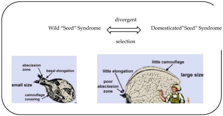 Divergent selection for adaptive achene (“seed”) characteristics between domesticated and wild plants of cannabis [1].