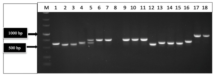 PCR with universal eukaryotic primers for the ITS1-5.8S-ITS2 region of ribosomal DNA shows the amplification of DNA from a range of fungal/oomycete cultures isolated from cannabis plants to produce PCR products of different molecular weight sizes. In addition, cannabis leaf tissues were included for analysis. Lanes 1, 4 = Trichoderma asperellum; 2, 3 = Fusarium oxysporum; 5 = Golovinomyces infected leaf sample; 6, 7, 9–11 = asymptomatic leaf tissues; 8 = blank; 12 = Botrytis cinerea; 13–14 = Fusarium oxysporum; 15 = F. proliferatum; 16 = Penicillium olsonii; 17–18 = Pythium myriotylum.