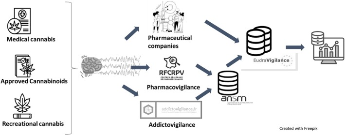 Organisation of the safety monitoring of cannabinoids by the pharmacovigilance and addictovigilance systems in France. Legend: Pharmaceutical companies, French Pharmacovigilance centres and French Addictovigilance centres collect, evaluate, record and exploit data on adverse reactions occurring in France. Adverse reactions related to medical cannabis and approved cannabinoids are reported to manufacturers and French Pharmacovigilance centres (RFCPV, reseau français des centres régionaux de Pharmacovigilance). Adverse effects related to cannabis and synthetic cannabinoids, whether used for self‐medication or recreationally, are reported to French Addictovigilance Network. All adverse effects are recorded in the French Pharmacovigilance and Addictovigilance database coordinated by the ANSM, or in the databases of pharmaceutical companies for cases notified solely to them. All cases are then electronically sent to the EudraVigilance database by the ANSM and the pharmaceutical companies, respectively.