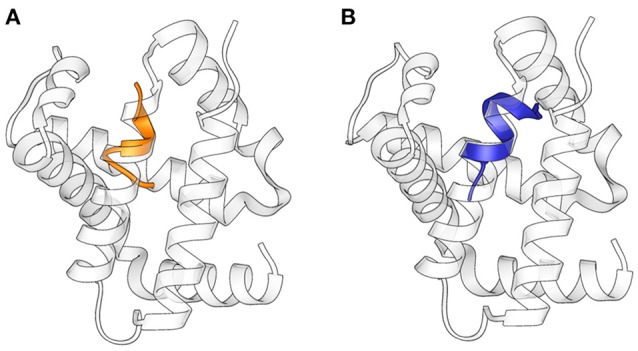 Superimposition of the structures of (A) Pepcan-9 (orange) and (B) Pepcan-12 (blue) on the α-chain of hemoglobin (PDB code 2DN1).