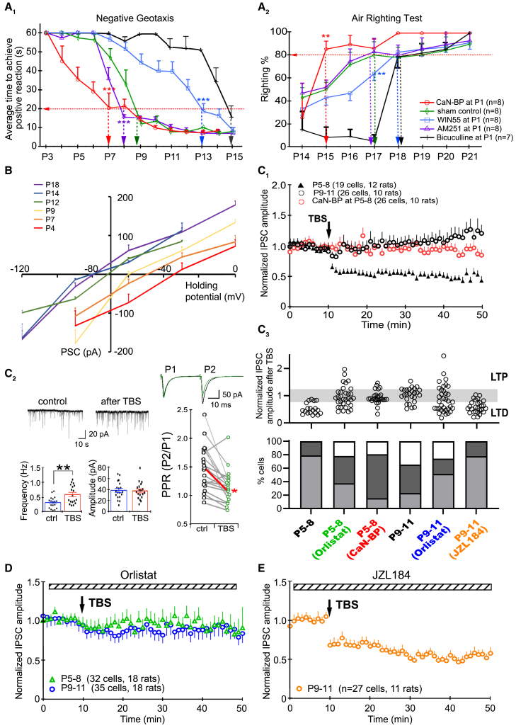 eCB shifts the maturation program of VN circuits through tuning synaptic plasticity at GABAergic synapses(A) The emergence of negative geotaxis (A1) and air-righting reflex (A2) were delayed with the pretreatment of the VN at P1 with CB1R agonist WIN55 or GABAAR antagonist bicuculline, but advanced with CB1R antagonist AM251 or CaN-BP.(B) Gramicidin-perforated whole-cell patch-clamp recording of GABA reversal potential. Postnatal shift of I-V curve indicated that GABAergic response of MVN neurons changed from excitatory to inhibitory between P9 and P12. Vertical axis intersects the horizontal axis at −70 mV (average resting membrane potential).(C1) Average response of MVN neurons to TBS in brain slices obtained from P5-8, P9-11 and P5-8 treated with CaN-BP.(C2) Following TBS, mPSCGABA frequency was increased (n = 19 cells, p < 0.001) but amplitude was unchanged (n = 19 cells, p > 0.05) and PPR was decreased (n = 17 cells, p < 0.01), indicating presynaptic plasticity. Lines join PPR values from the same cell. Red line indicates change in mean PPR value before and after TBS. Representative tracings of paired-pulse responses before (black) and after TBS (green) are shown above.(C3) Top: Normalized PSC amplitudes of each recorded cell after TBS under various experimental conditions. Pale gray area denotes no change in PSCGABA amplitude, the area below for LTD in PSC amplitude, and that above for LTP response. Bottom: Bar chart summarizing the percentage of MVN neurons showing LTD (light gray), LTP (white) or no change in PSC amplitude (dark gray). In P5-8 brain slices, 80% of sampled MVN neurons exhibited TBS-induced LTDGABA, while the remaining 20% showed no change. LTP was not observed. With the bath addition of CaN-BP, 65% of sampled MVN neurons showed no response to TBS (red circles in C1, p < 0.001, vs. untreated P5–8 cells). In P9–11 slices, the occurrence of LTD decreased to 29% while another 32% of sampled MVN neurons exhibited LTP (p < 0.001 vs. untreated P5–8 cells).(D) LTD was abolished in the averaged PSC response of all recorded MVN cells in P5–8 brainstem slices after blocking lipase activity with the bath addition of Orlistat. Closer examination of the response of each cell further revealed that the proportion of LTDGABA-expressing MVN neurons was significantly decreased to 38% (p = 0.008, vs. untreated P5–8 cells, see C3). LTP was induced in another 22% of sampled MVN neurons.(E) With the bath addition of JZL184 to P9–11 brainstem slices to inhibit 2-AG degradation, the percentage of MVN neurons that showed LTDGABA increased to 78% (p < 0.001 vs. untreated P9–11 cells). Mean ± SEM are shown. ∗p < 0.05, ∗∗p < 0.01, ∗∗∗p < 0.01. two-way ANOVA for behavioral tests in (A), pair t-test for mPSCGABA recordings in (C2), Fisher’s exact test with Bonferroni’s correction for multiple measurements was used to evaluate change in responses to TBS in (C3).