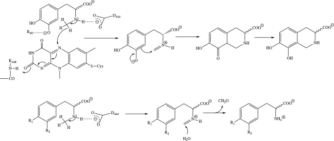 Proposed reaction mechanism for the ring closure reaction with N-methyl-dopa (top panel) and for the demethylation via hydrolysis of the imine occurring with N-methyl-tyrosine (R1=OH, R2=H) and partially with N-methyl-meta-tyrosine (R1=H, R2=OH) (bottom panel).