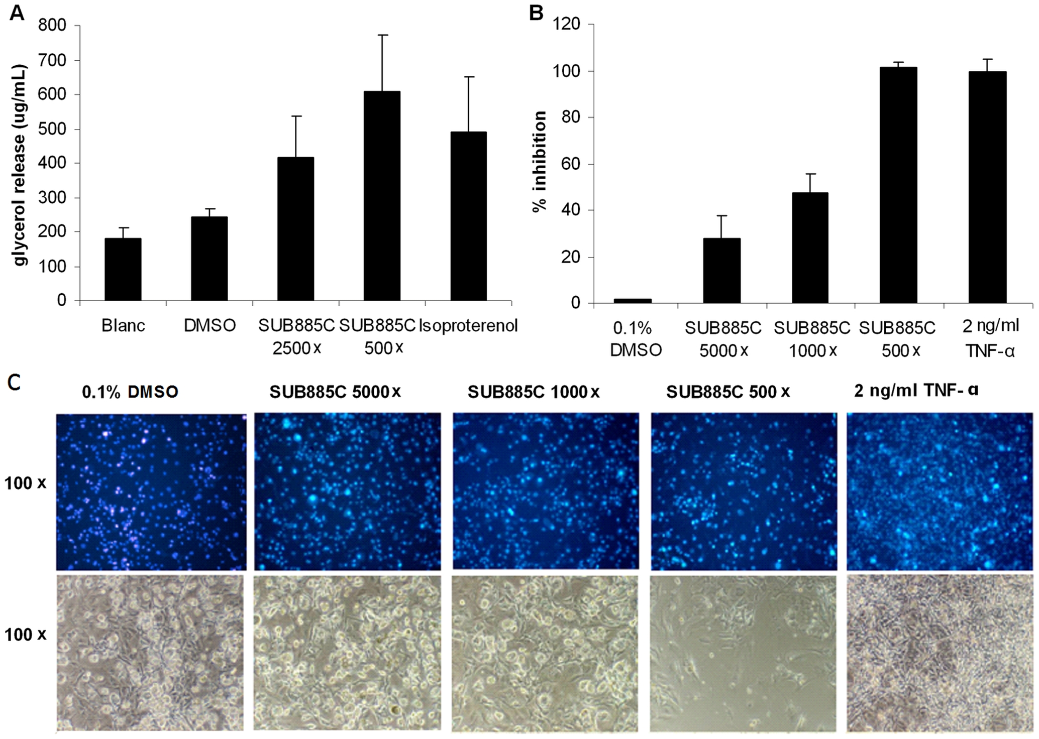 Adipolytic and adipogenic activities of SUB885C in 3T3-L1 adipocytes.(A) Glycerol release as the result of adipolysis in 3T3-L1 adipocytes after incubation with SUB885C (500× and 2500× diluted) and 20 µM isoproterenol dissolved in DMSO with 1% as final concentration. (B) Inhibition of adipose conversion in differentiating 3T3-L1 adipocytes by SUB885C. (C) Morphological analysis of the differentiated 3T3-L1 adipocytes. The cells were treated with 20 µg/ml DAPI (top row), which stained the nuclei of the cells and gave an indication of cell numbers. The phase contrast of the microscope showed the outlines of the cells (bottom row) and gave an overview of cell density and morphology. The magnification is on the left.